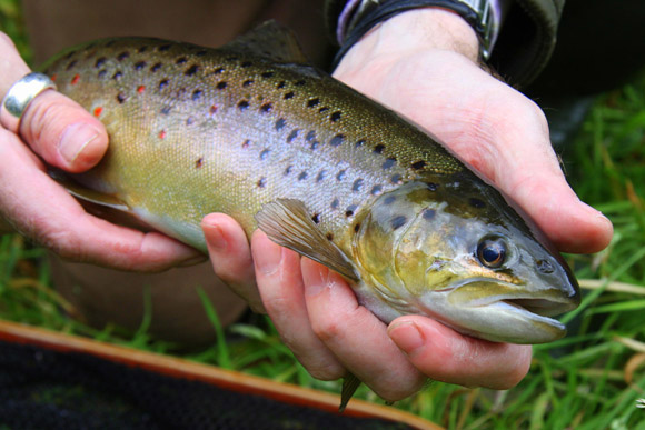 Steve Loves It - Brown Trout - Steve Edge - News - Steve Edge Design