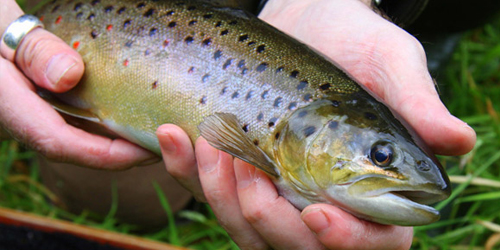 Wild Brown Trout – Steve Loves It! - Steve Edge World - Steve Edge Design